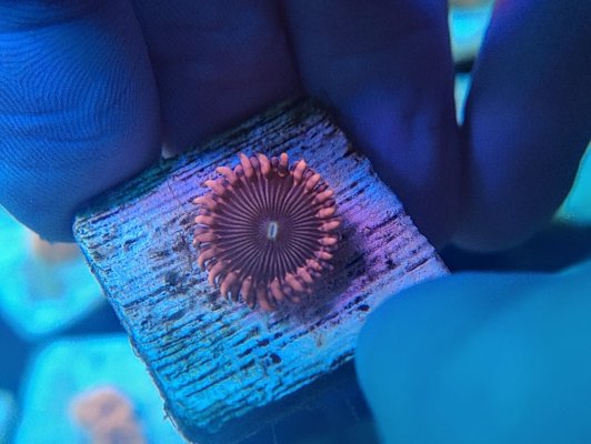 AznBoobiesZoa.jpg AznBoobiesZoa.jpg