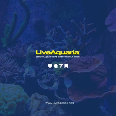 06.03_-_Coral_Types_Educational_Tips_LAST (1).jpg 06.03_-_Coral_Types_Educational_Tips_LAST (1).jpg