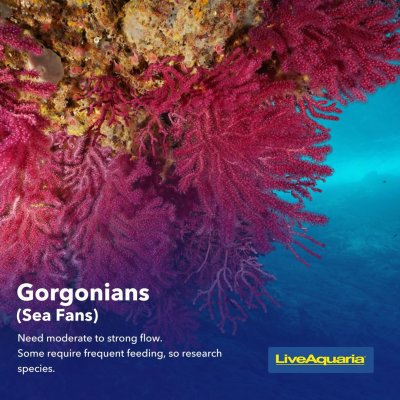 06.03_-_Coral_Types_Educational_Tips5 (1).jpg 06.03_-_Coral_Types_Educational_Tips5 (1).jpg
