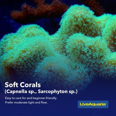 06.03_-_Coral_Types_Educational_Tips1 (1).jpg 06.03_-_Coral_Types_Educational_Tips1 (1).jpg