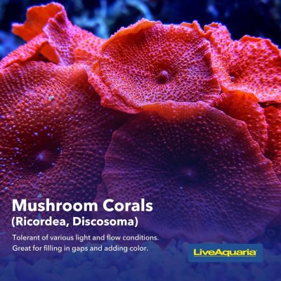 06.03_-_Coral_Types_Educational_Tips4.jpg 06.03_-_Coral_Types_Educational_Tips4.jpg