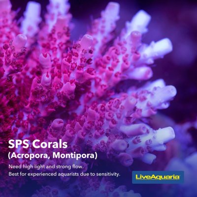06.03_-_Coral_Types_Educational_Tips3 (1).jpg 06.03_-_Coral_Types_Educational_Tips3 (1).jpg