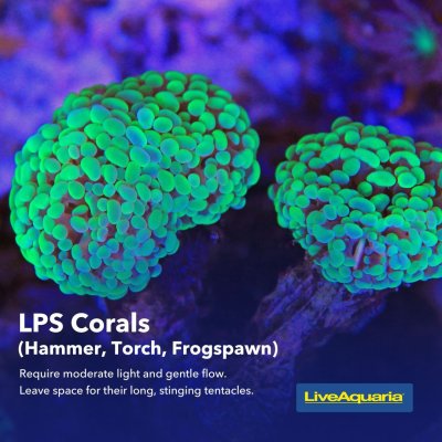 06.03_-_Coral_Types_Educational_Tips2 (1).jpg 06.03_-_Coral_Types_Educational_Tips2 (1).jpg