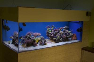 The 650l Reef Tank of Pawel Szember