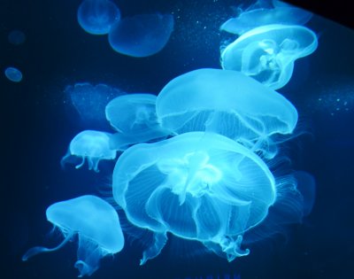 To jellyfish or not to jellyfish, that is the question?