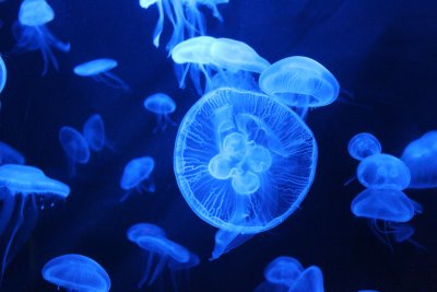 Jellyfishes-000064857141_Small.jpg