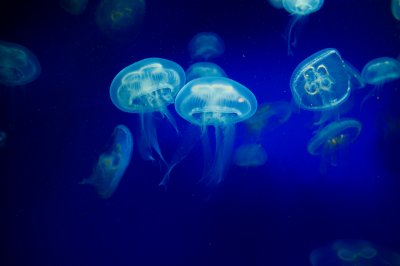 Jellyfish-000015862991_Small.jpg