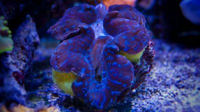 Beautiful-clam-in-coral-reef-aqaurium-000081223397_Small.jpg
