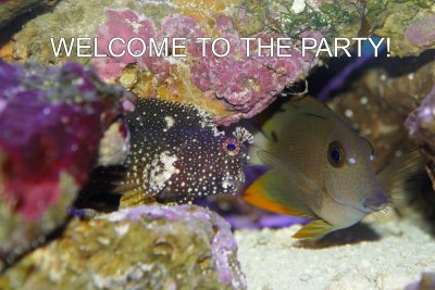 BubbleSkippyWelcome.jpg BubbleSkippyWelcome.jpg