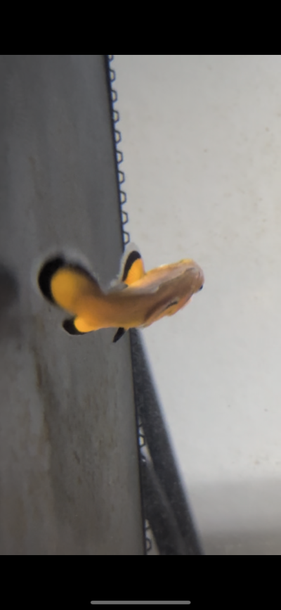 IMG_0309.png IMG_0309.png