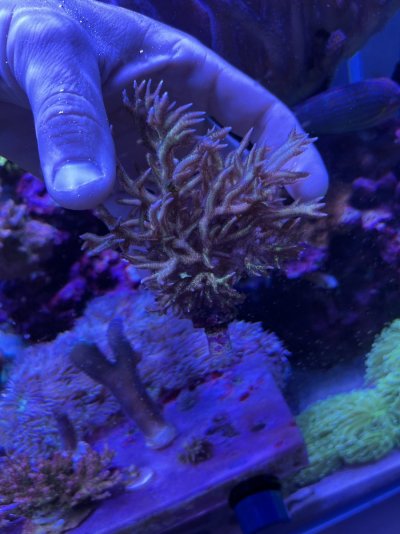 IMG_3605.jpeg IMG_3605.jpeg