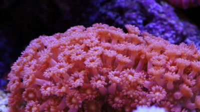 Goniopora Or Goner-oh-poo? The Flower Pot Coral