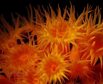 NPS Not NPR! The Beauty Of Non-Photosynthetic Corals