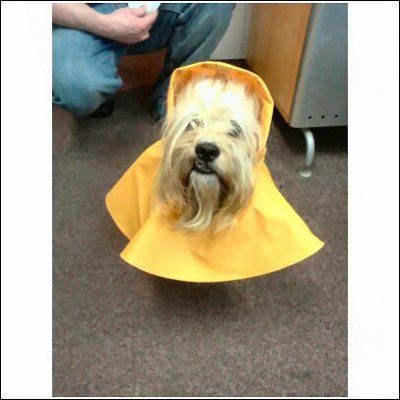 raincoatdog2.jpg