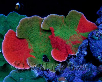 GRAFTING CORALS: The Art Of Coral Grafting