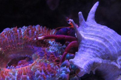 Reef Crabs: Not Someone Who Complains About The Holidays!