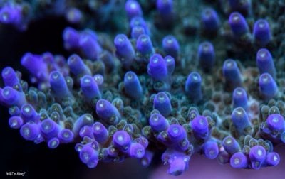 SPS Spotlight: Mo Flo – The Beautiful Acropora Efflorescens
