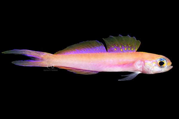 Dartfish 10-30-24.jpg