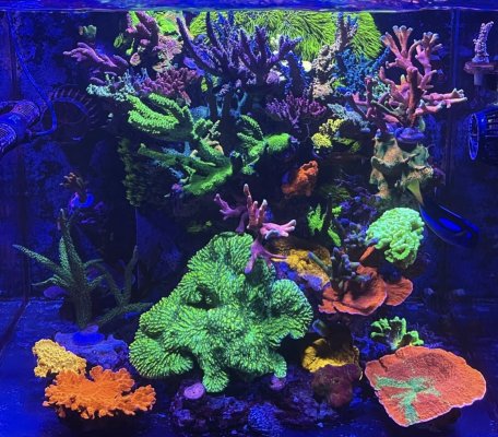 Buck’s Reef | Reef2Reef