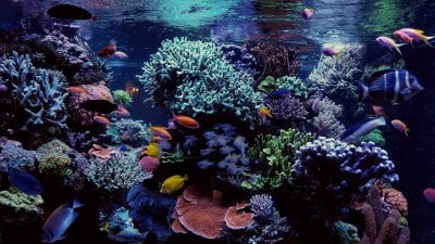 A Discussion of US and European Reefkeeping