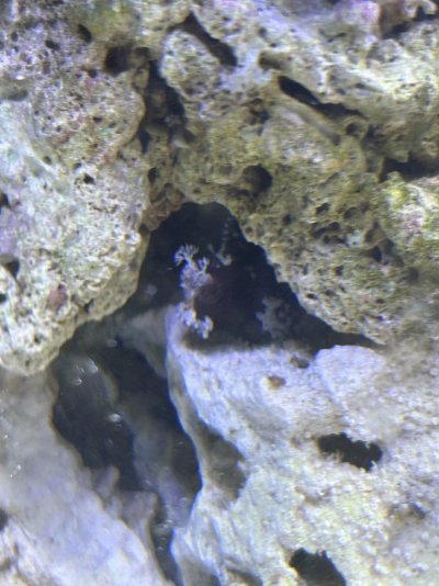 IMG_9663.jpeg