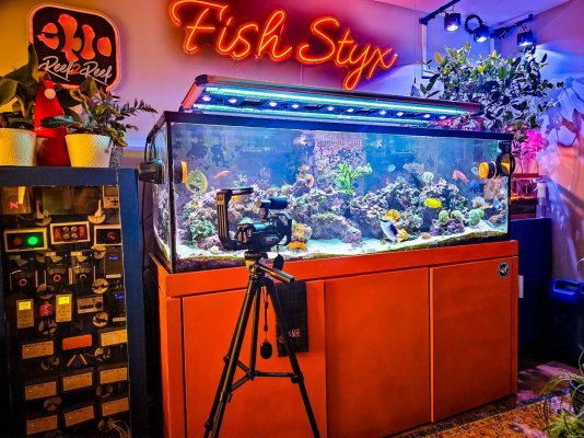 Fish Styx's Fishy Stick Tank