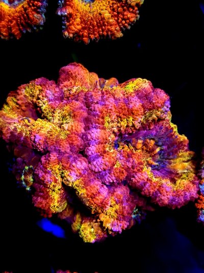 acan (9).jpg