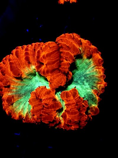 acan (30).jpg