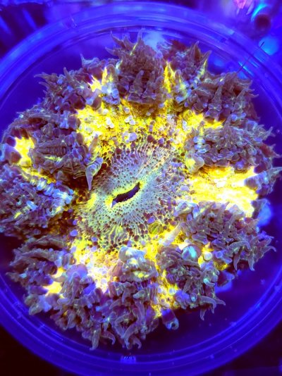 flower (7).jpg