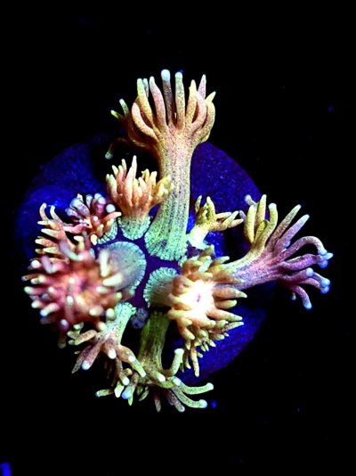 goni (105).jpg
