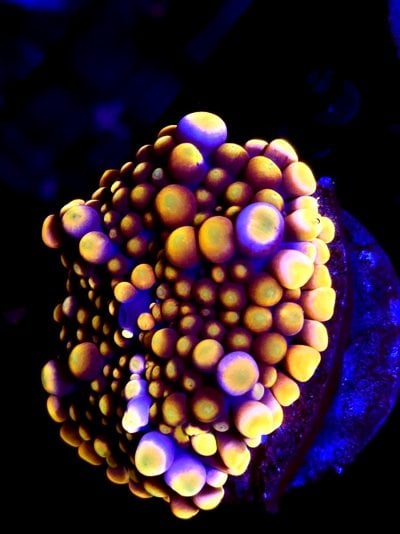 goni (200).jpg