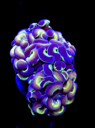 Hammer (46).jpg