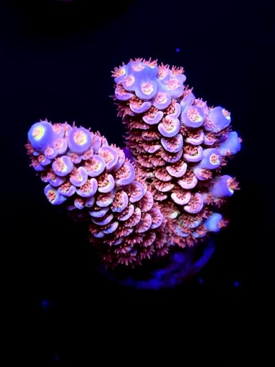sps frag (98).jpg