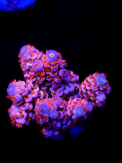 sps frag (186).jpg