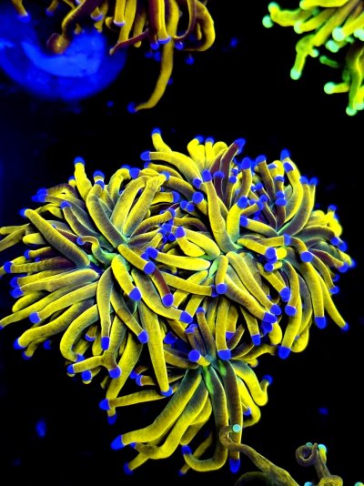 torch (16).jpg