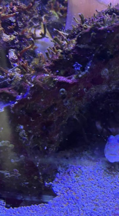 IMG_2741.jpeg