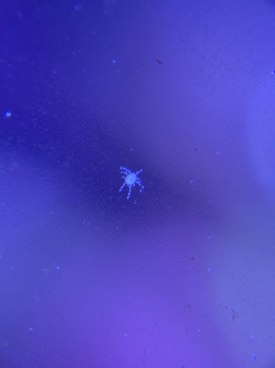 IMG_4775.jpeg