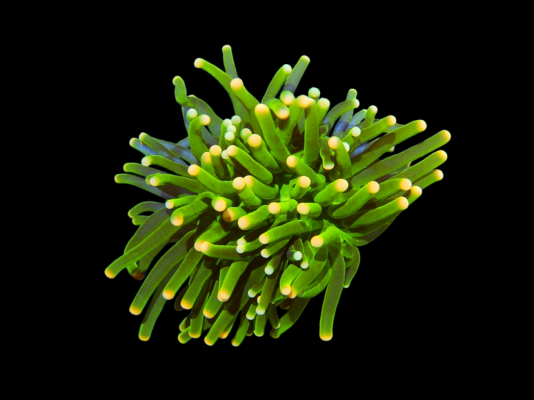 Photoroom-20250121_123929.png