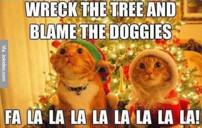 Christmas-cat-meme.jpg