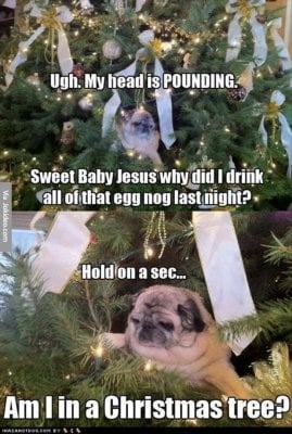 Funny-pug-christmas-tree-meme.jpg