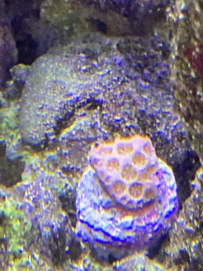 IMG_3675.jpeg