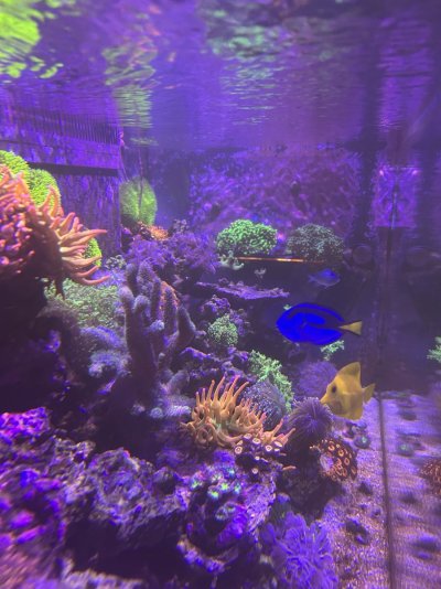 IMG_5515.jpeg