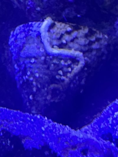 IMG_0330.jpeg