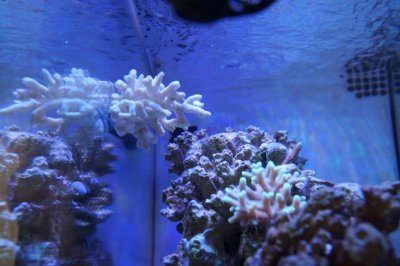 IMG_8082.JPG IMG_8082.JPG