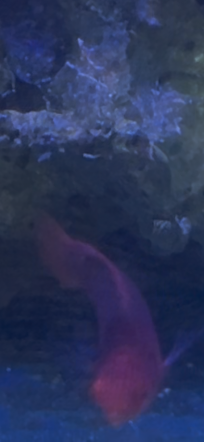 IMG_7918.png