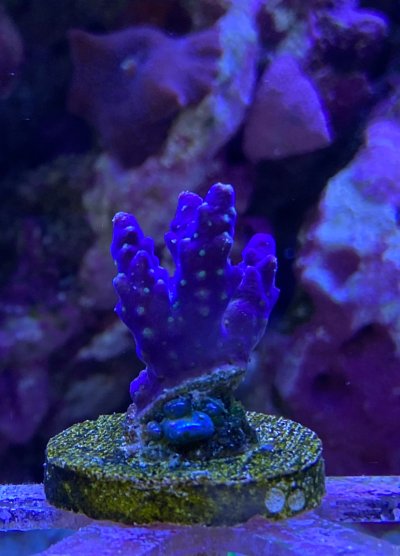 IMG_4667.jpeg
