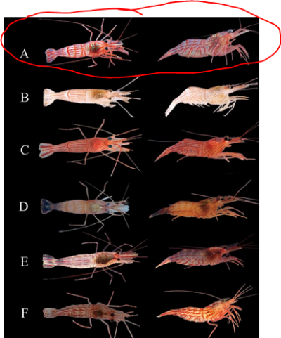 peppermint shrimp.PNG