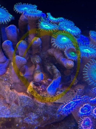 zoa 1.jpg