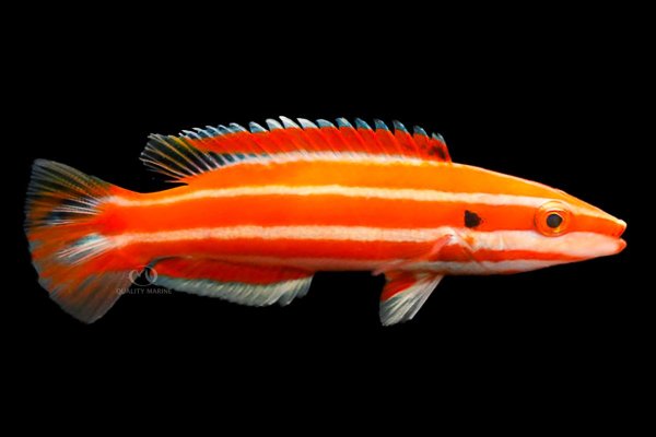 Neopercularis Candycane Hogfish 3-18-25.jpg