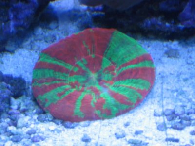 scoly 001.jpg